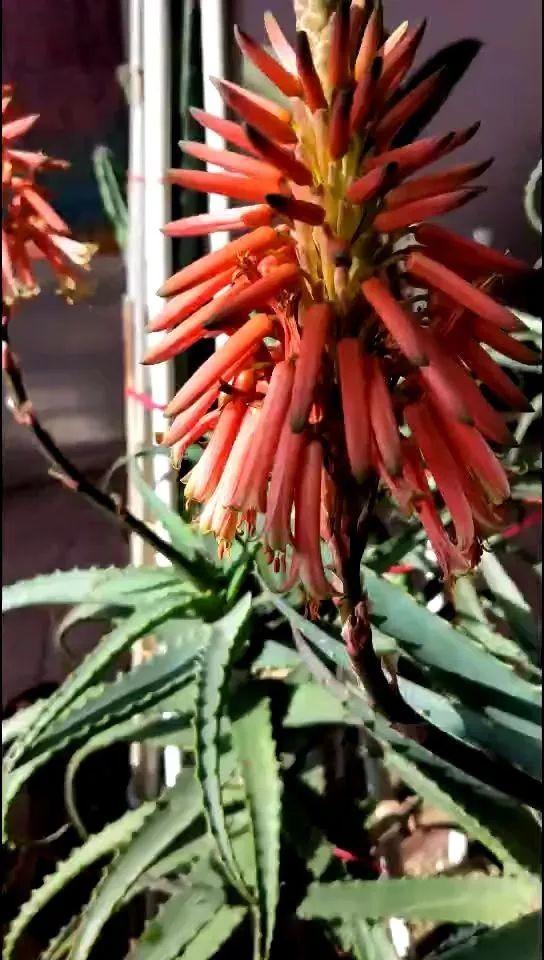 25年的芦荟,长成胳膊粗大老桩,年年开出"吉祥花"!
