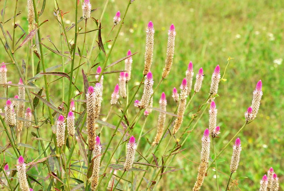 田间草害"鸡冠子菜"竟妙用如此多,既观赏药用还可打油吃