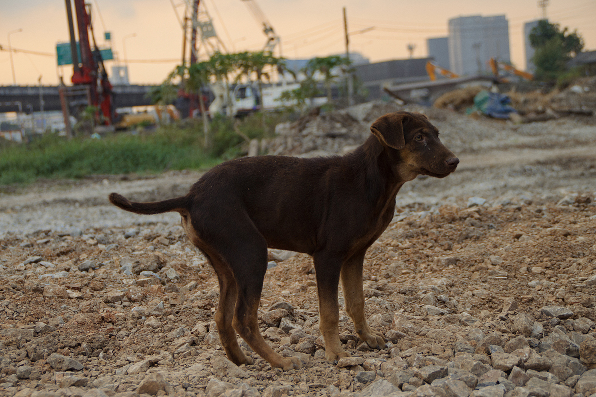 平毛寻回犬,又称哥登猎犬或哥登犬,是源自英国的狩猎犬品种