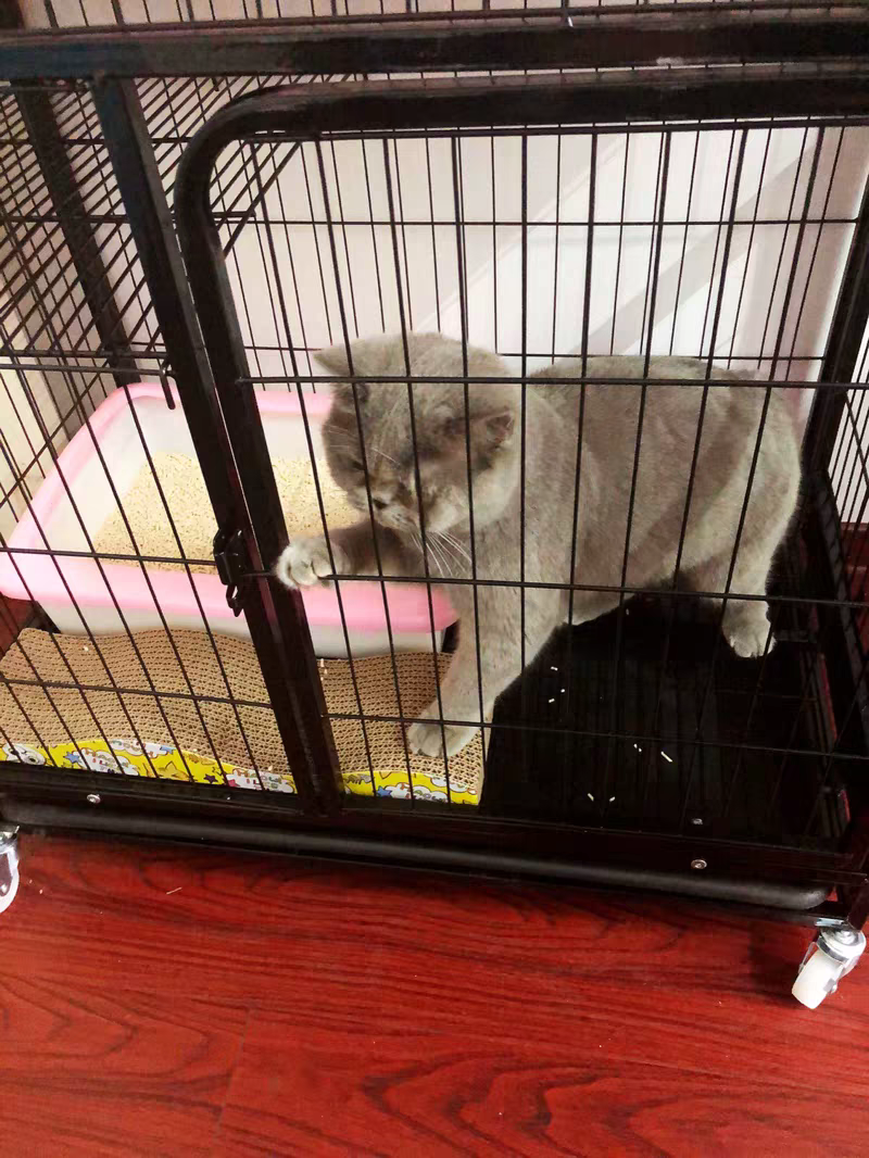 有的人说"猫咪就应该笼养",你赞同这个说法吗?