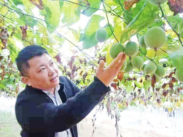 张俊连:罗汉果"叩开"致富门