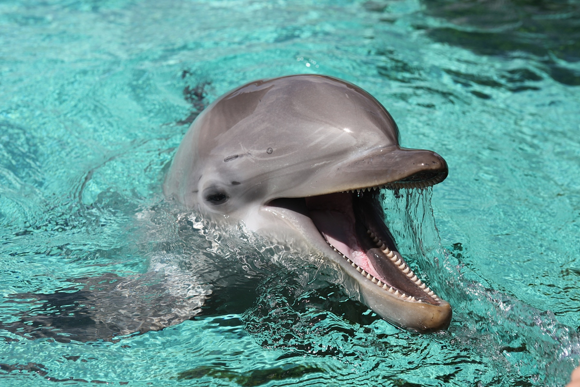 海豚是唯一一种不需要深度睡眠的动物,它们的大脑可以分成两个半球