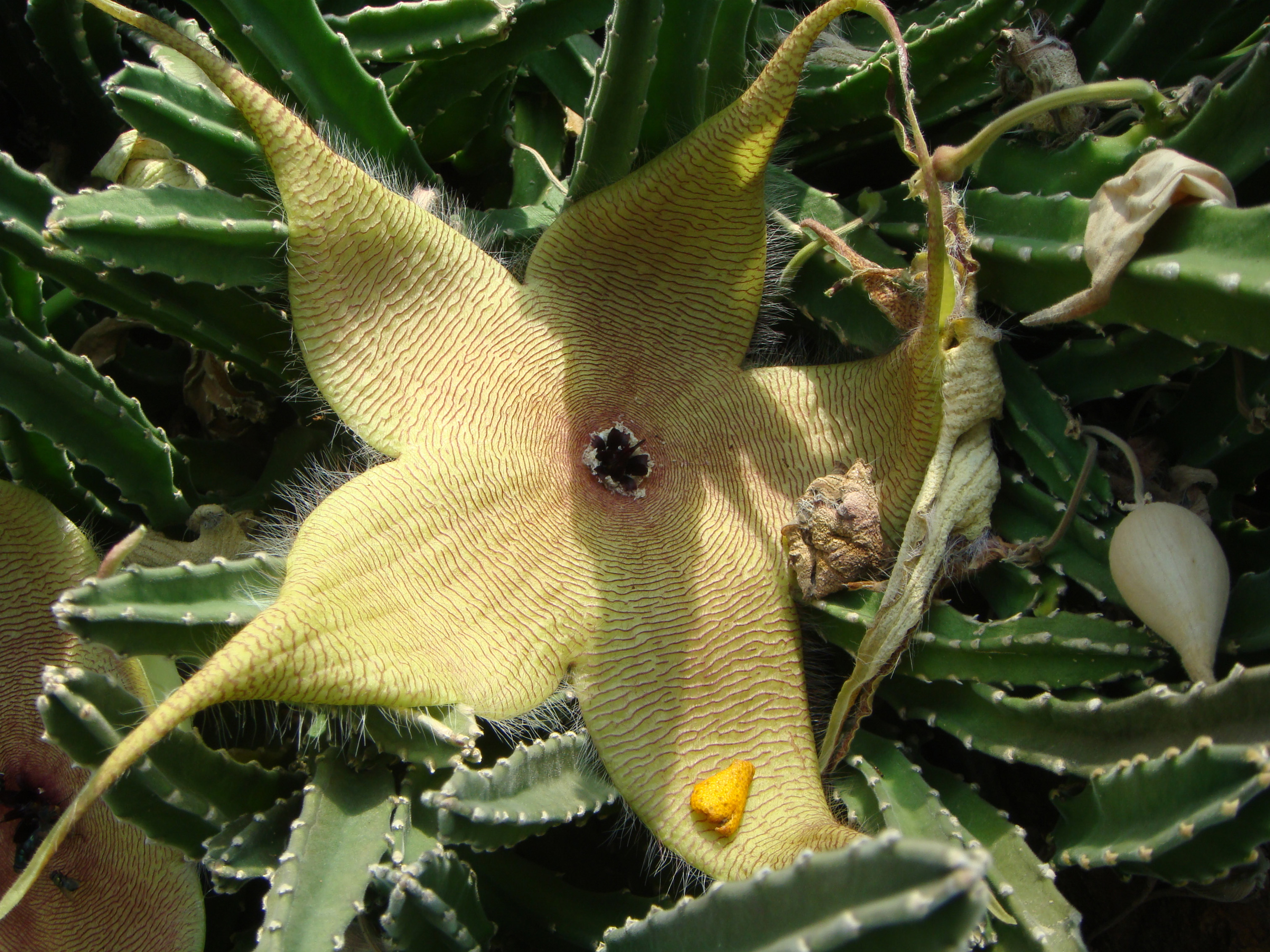 泰坦魔芋:生长于苏门答腊岛的雨林之中.