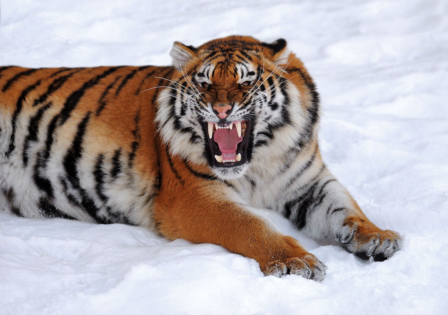 东北虎出没村民喂狗发现只剩狗头#   近日,东北连续的暴雪,不光给