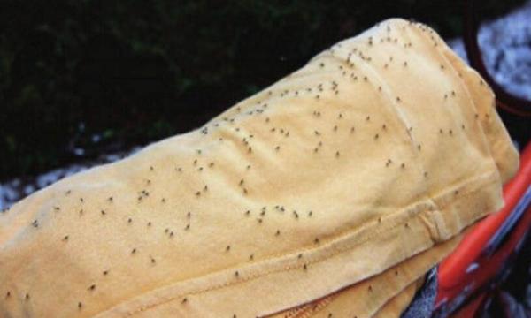 女子洗内裤,发现内裤钻出一条乳白色虫子,吓得她赶紧上网查原因