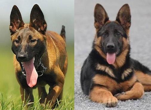 马犬与德牧,你认为哪个更适合家庭饲养?