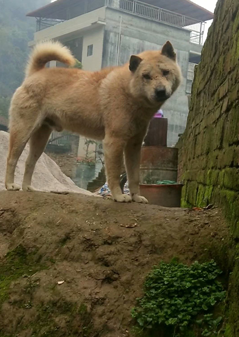 农村里的中华田园犬,脸上的疤痕遍布,狗王的品相