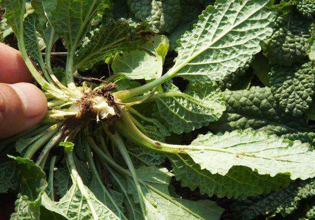 农村随处可见的不起眼的丑草,关键时刻能救命,晒干后城里卖7元