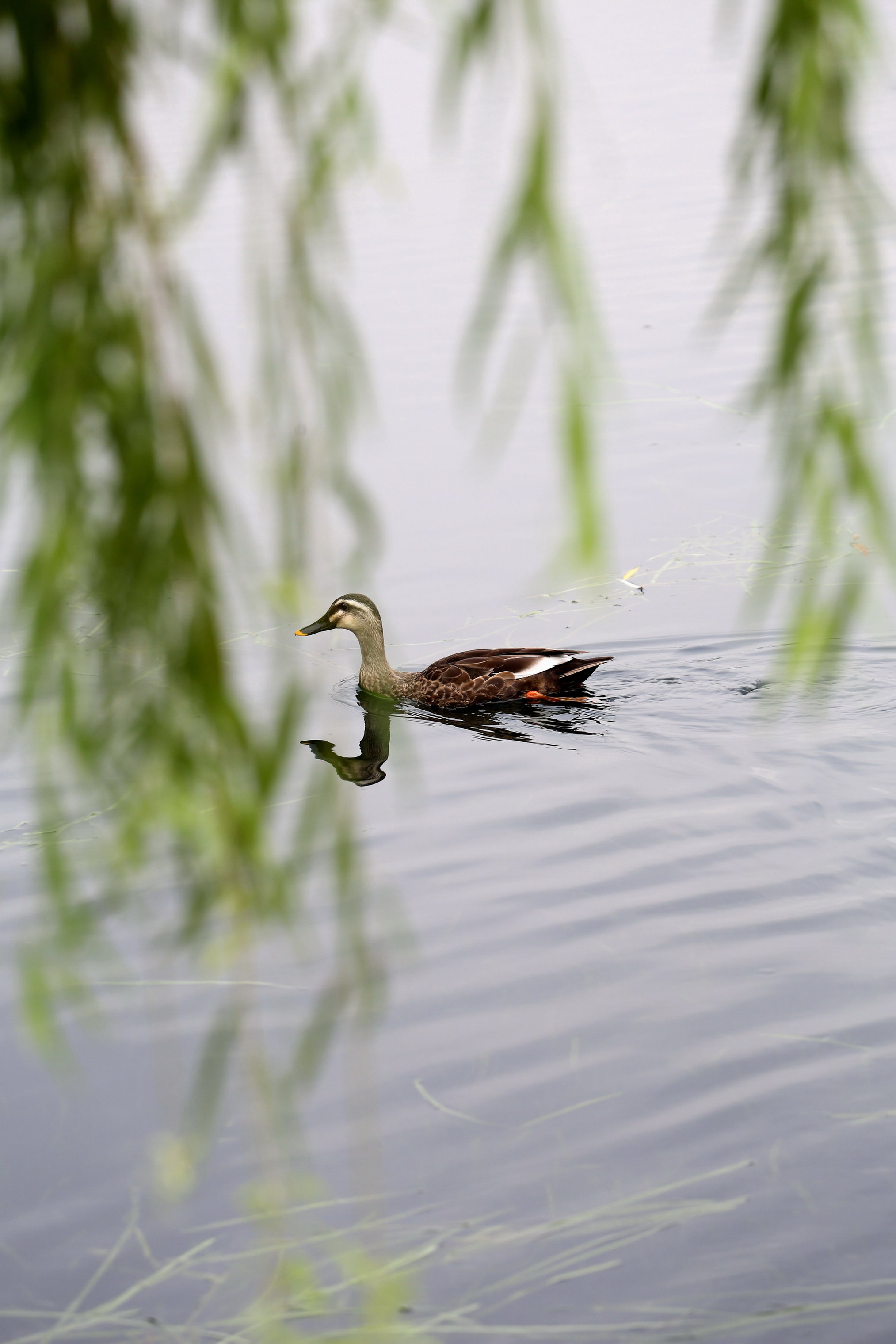 杭州:白鹭野鸭聚西湖,游戈觅食两不误