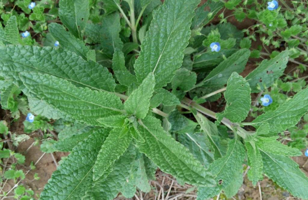 一种越来越少见的植物,表面布满荔枝纹,秋天咽喉不适吃它就好