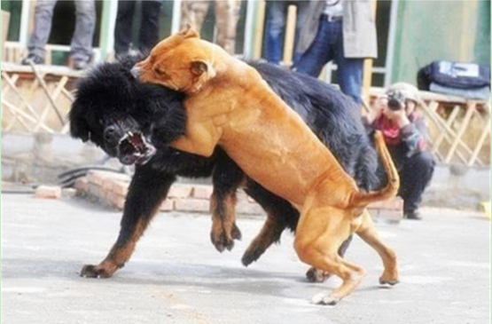 老虎的战斗力到底有多强?被10只藏獒团团围住,你猜结局如何?