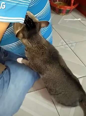 喵星人好奇闻主人腋下表情瞬间不对,然后它就倒地了