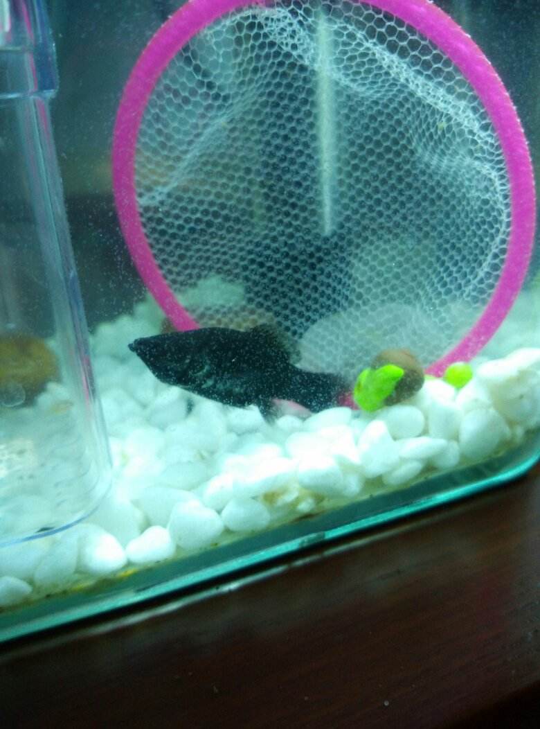 黑玛丽鱼的饲养要点,在日常生活中我们要如何去喂养黑玛丽鱼