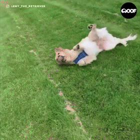 金毛靠"滚"出名,开心的样子超治愈!狗狗都这么喜欢打滚吗?