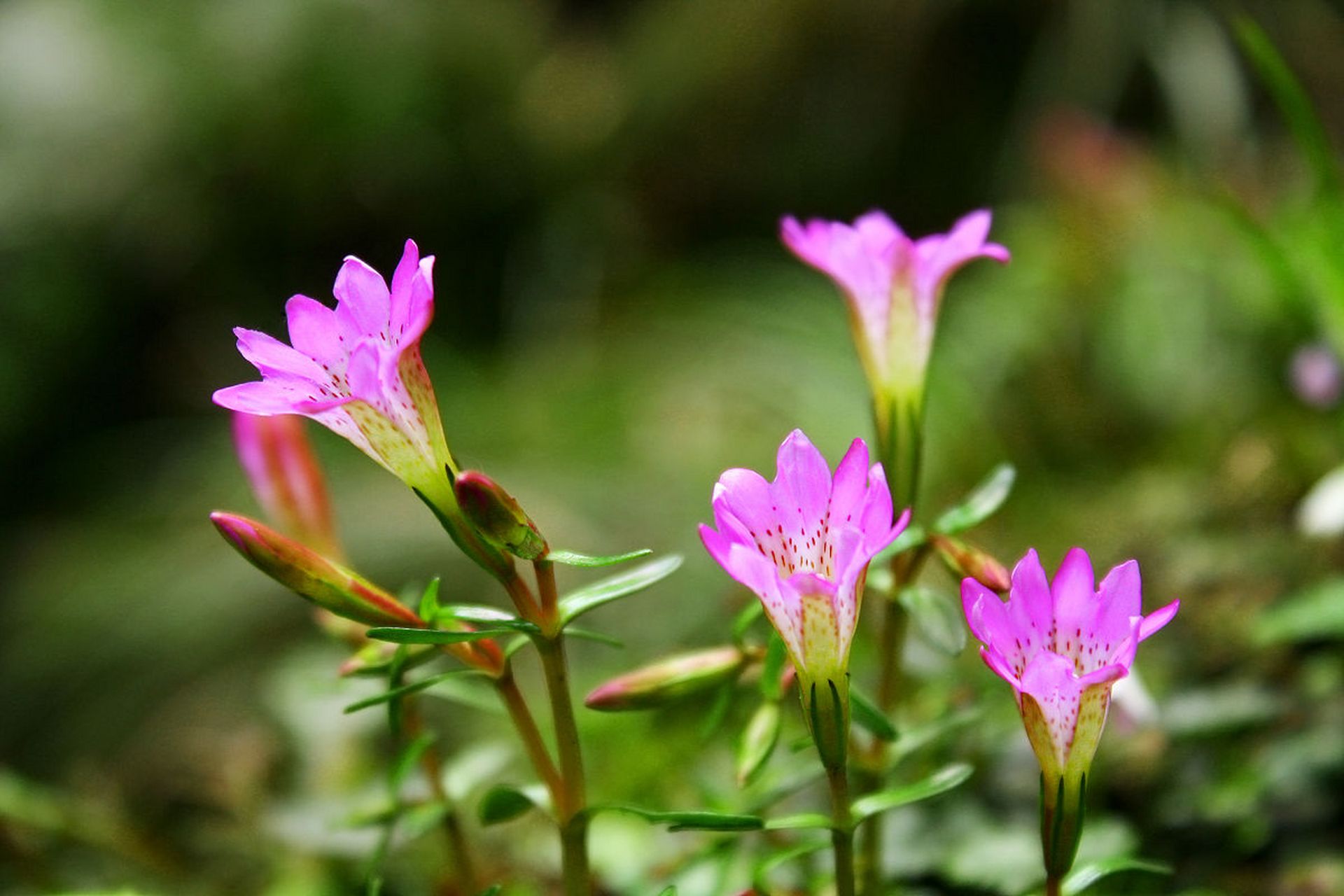 龙胆生长在我国的南方地区,尤其是云南,贵州等地.