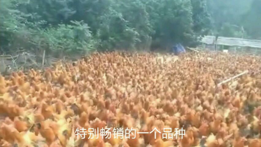 广东养鸡户的特别品种,岭南三黄鸡,规模还挺大呢