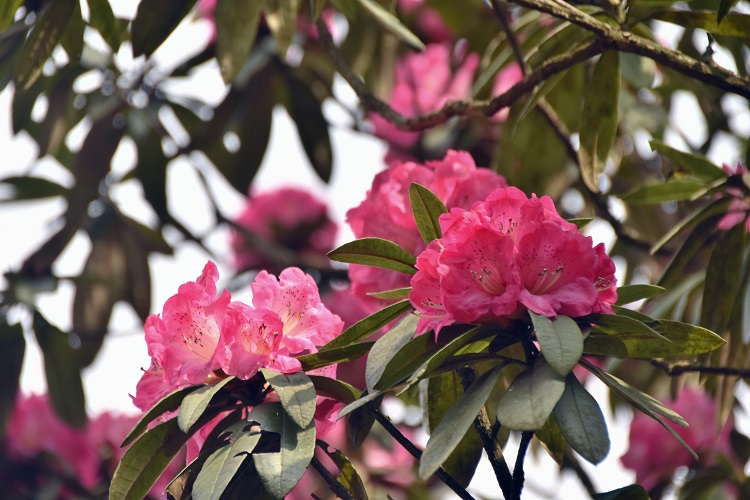 三月杜鹃花开 宣威市花已绽放