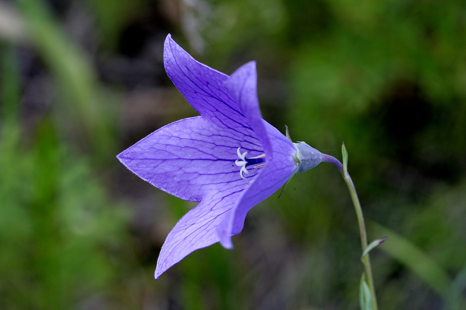 桔梗的作用和功效有哪些 桔梗,别名包袱花,铃铛花,僧帽花,是多年生