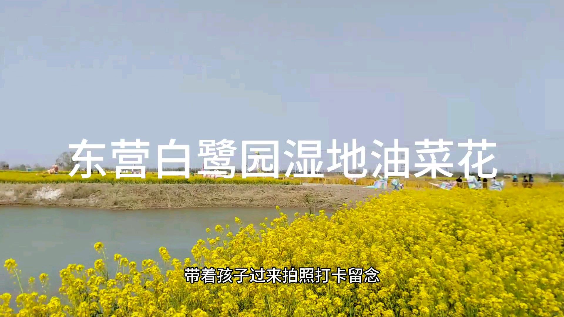 东营市区内免费油菜花打卡网红圣地,白鹭园湿地百亩油菜花海