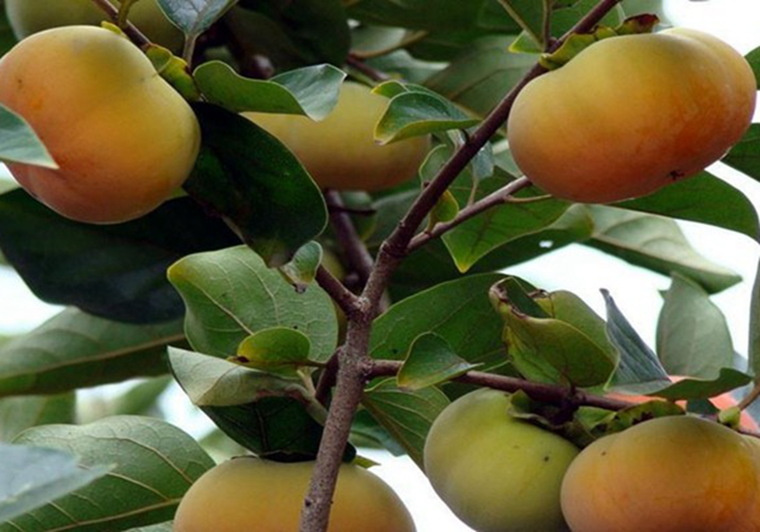 杮子树 - 热门商品专区