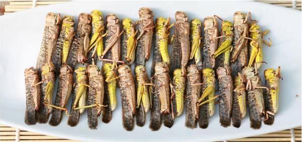 一群2000亿只,已到达隔壁巴基斯坦,神虫蝗虫到底有什么神奇?