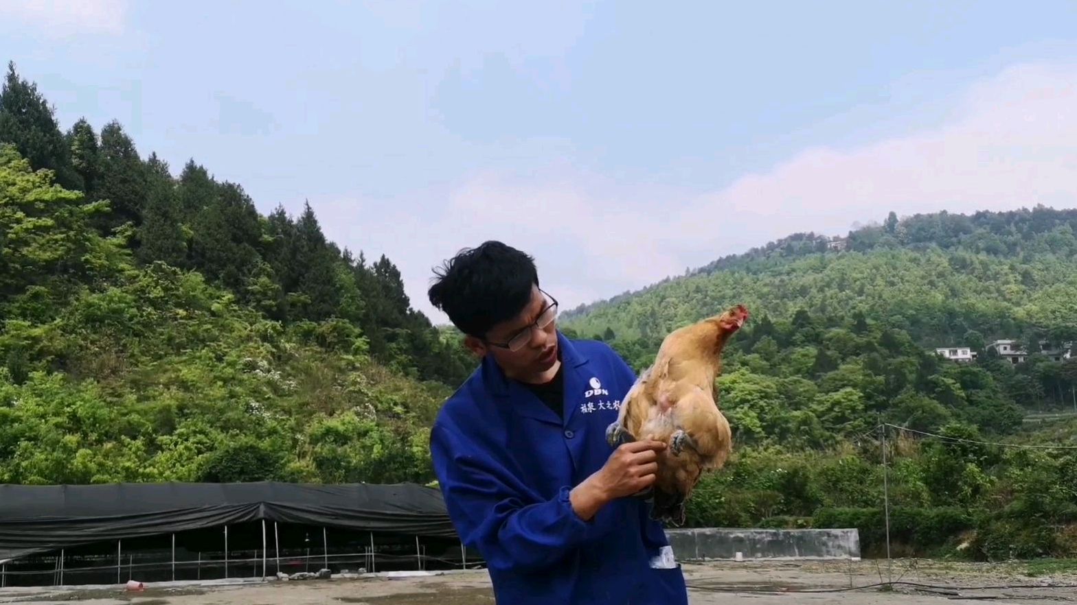 大学生回家创业,用母鸡孵的第一窝小鸡出壳了,来看看怎么样