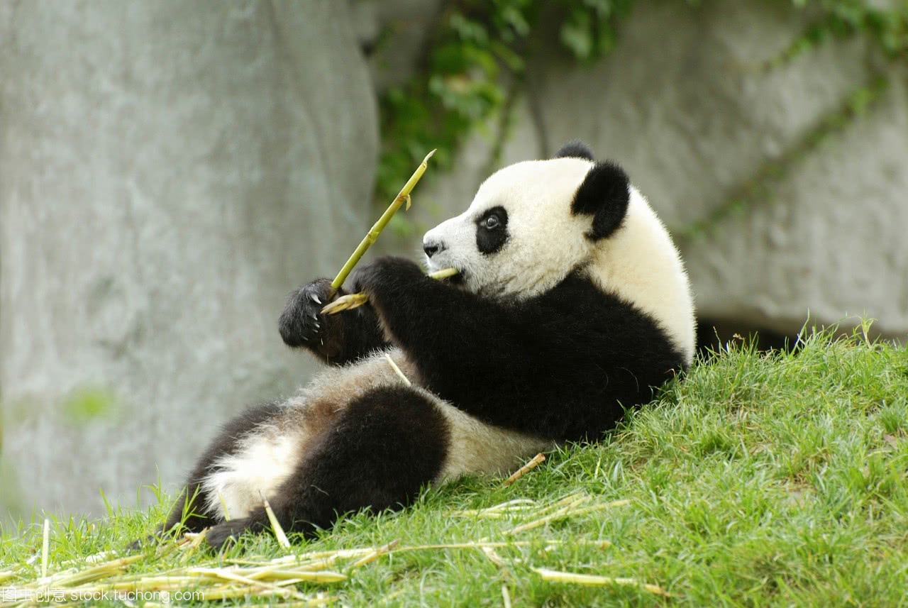 壁纸 大熊猫 动物 1280_857