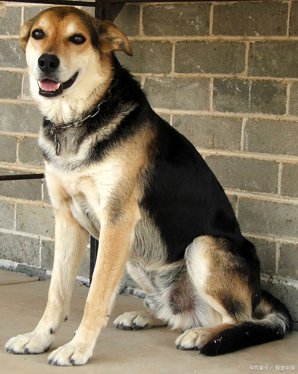 中华田园犬,也被称为中国狗或乡村狗,是中国本土最古老的犬种之一