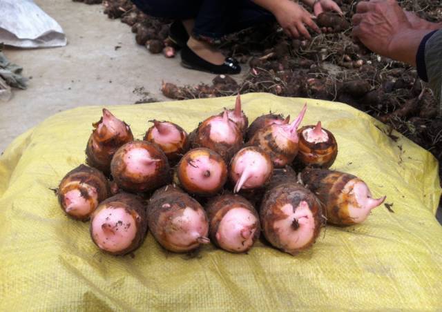 今年电站村芋艿种到了60亩左右 都是新毛芋艿,销售也比较好