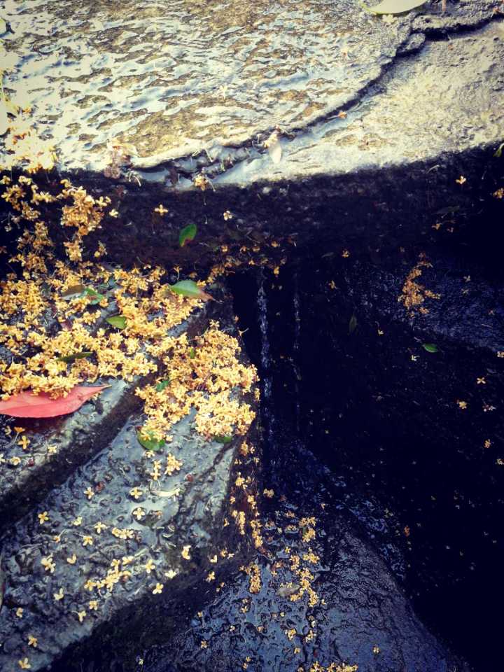 周末秋高气爽,带你去看多么美的一场桂花雨