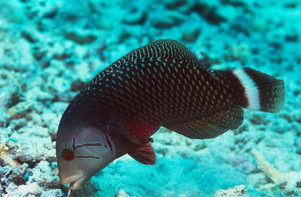 花尾美鰭魚知識科普,教你輕鬆識別花尾美鰭魚