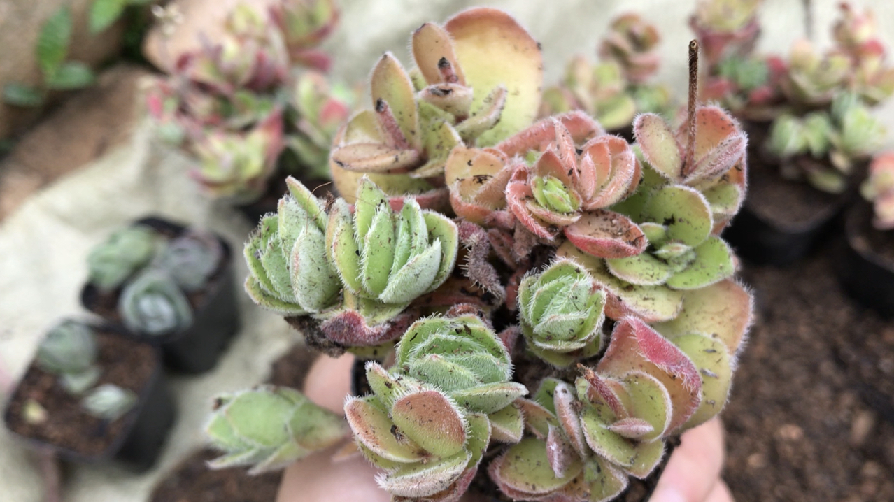 多肉花园:自家的多肉和别人的多肉差别太大,大概不是同一品种吧