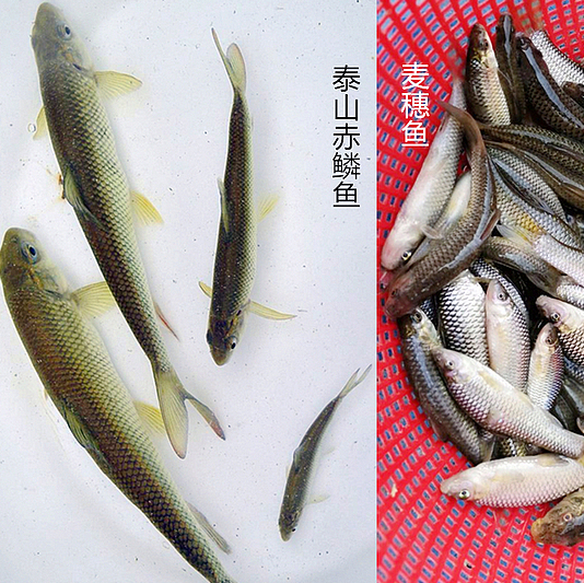 赤鱗魚,麥穗魚