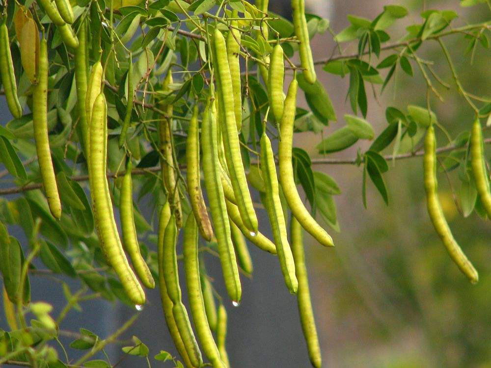 决明子种植技术 - 2020年最新商品信息聚合专区 - 百度爱采购