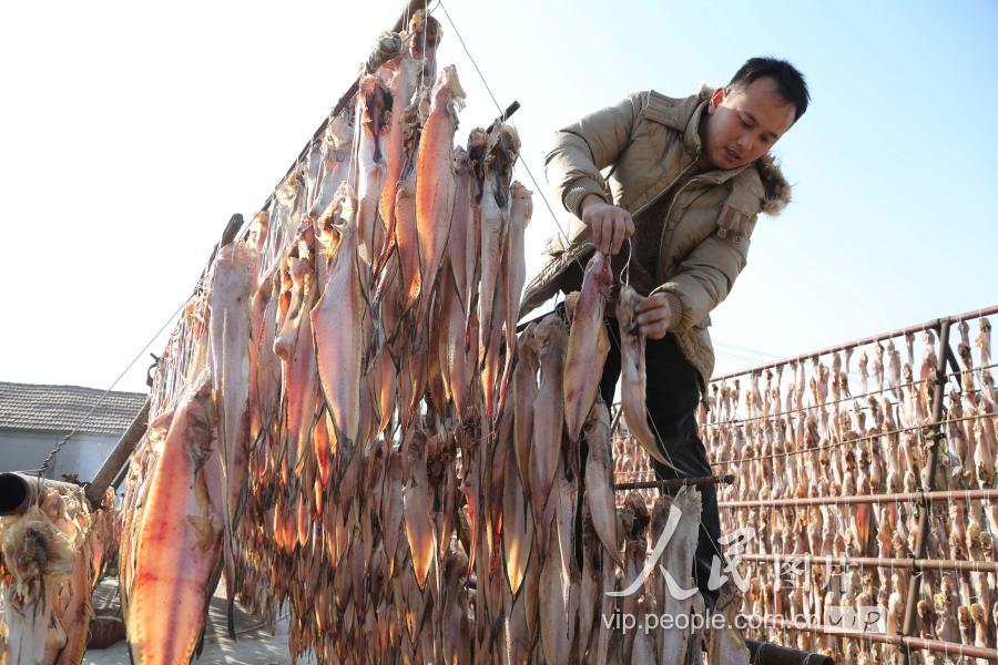 江苏连云港:冬晒鱼干场面壮观