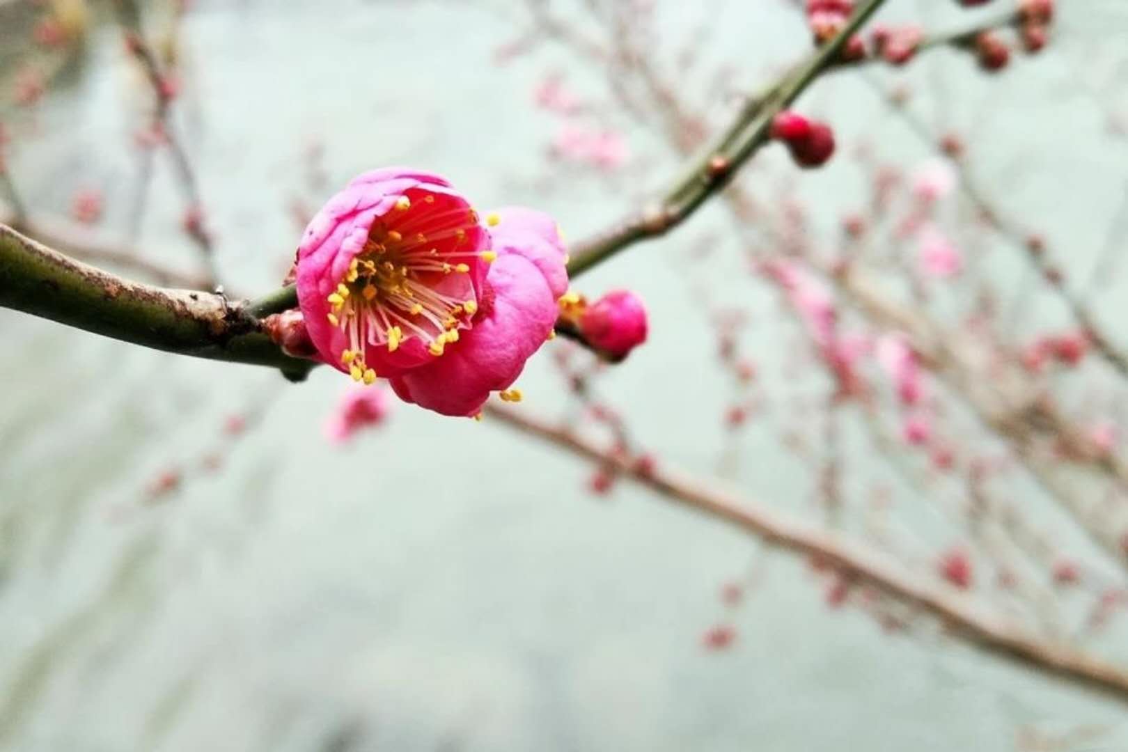 梅花独秀钓江幽