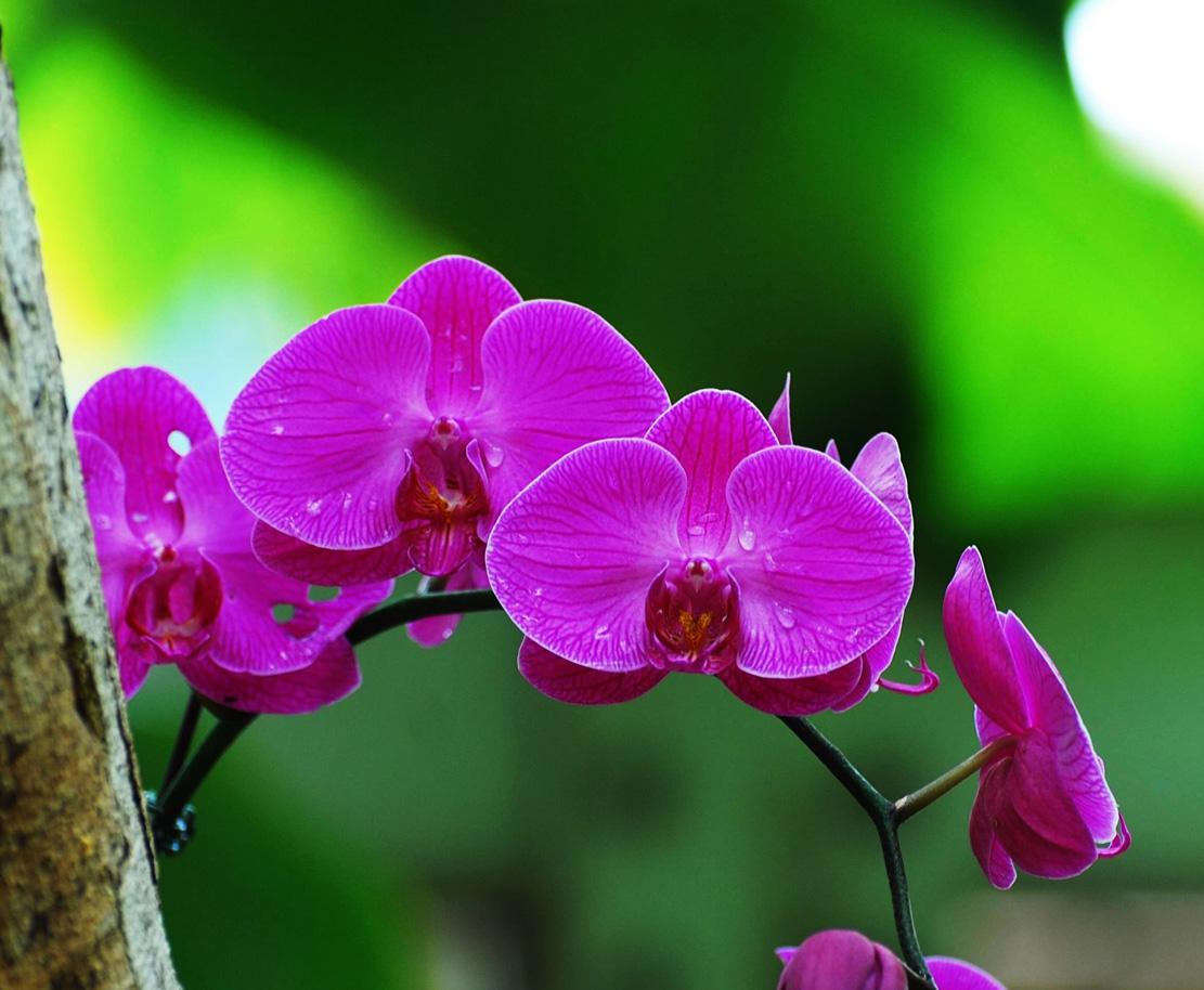 你是心中的期待,是人间的向往,人生得你,夫复何求