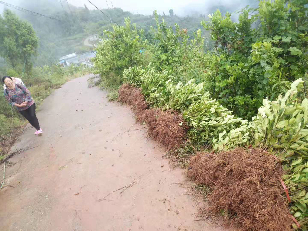 川佛手苗基地图片