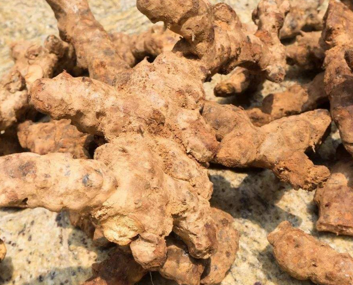 清除草根,树根,石块等杂物,然后顺坡挖窖,窖深60～80厘米,长和宽据木