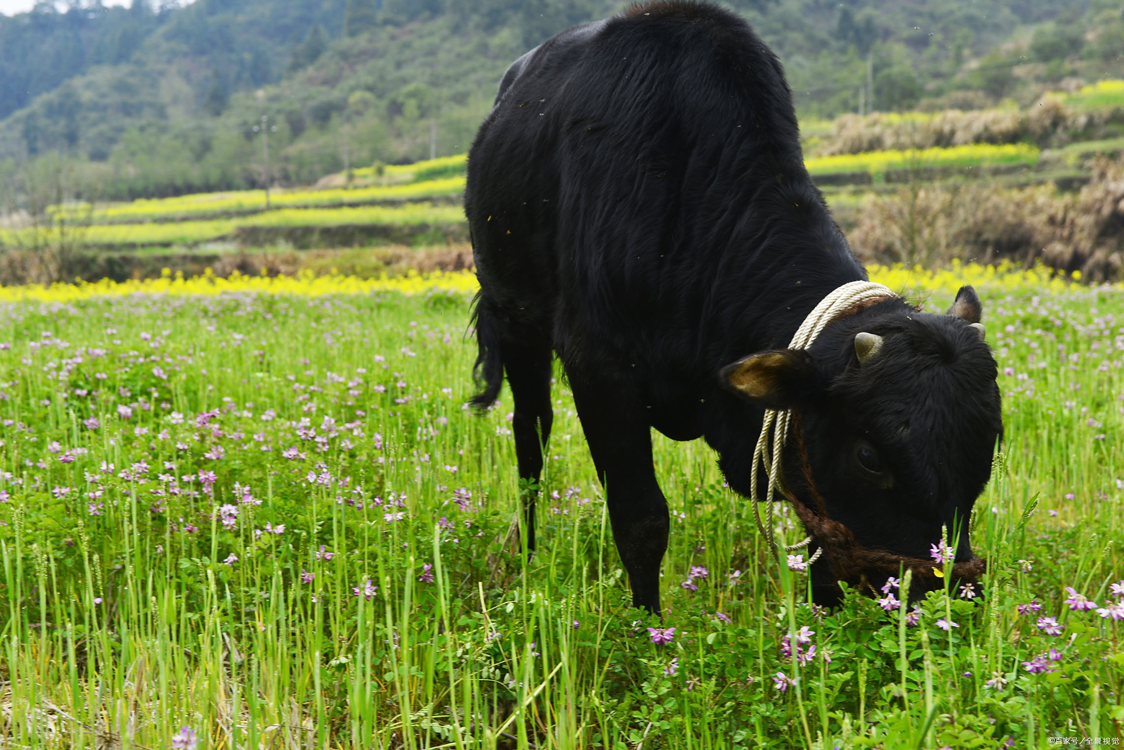 苜蓿草营养价值高,它能代替精料饲喂牛羊吗?养殖户这样说