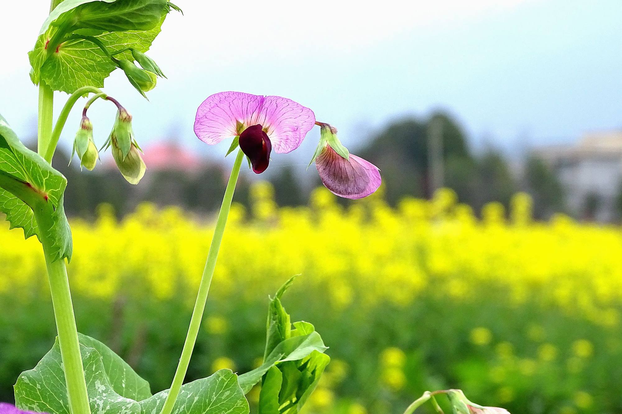 独家:江西春回大地万物生机盎然
