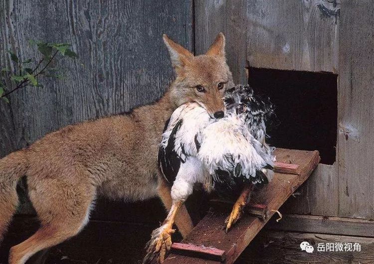 狐狸吃鸡的故事