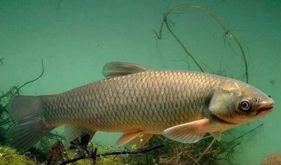 为啥都喜欢用蚯蚓来钓鱼,鱼真的爱吃蚯蚓吗?