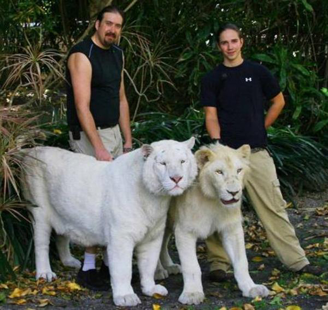 成年白狮虎兽图片