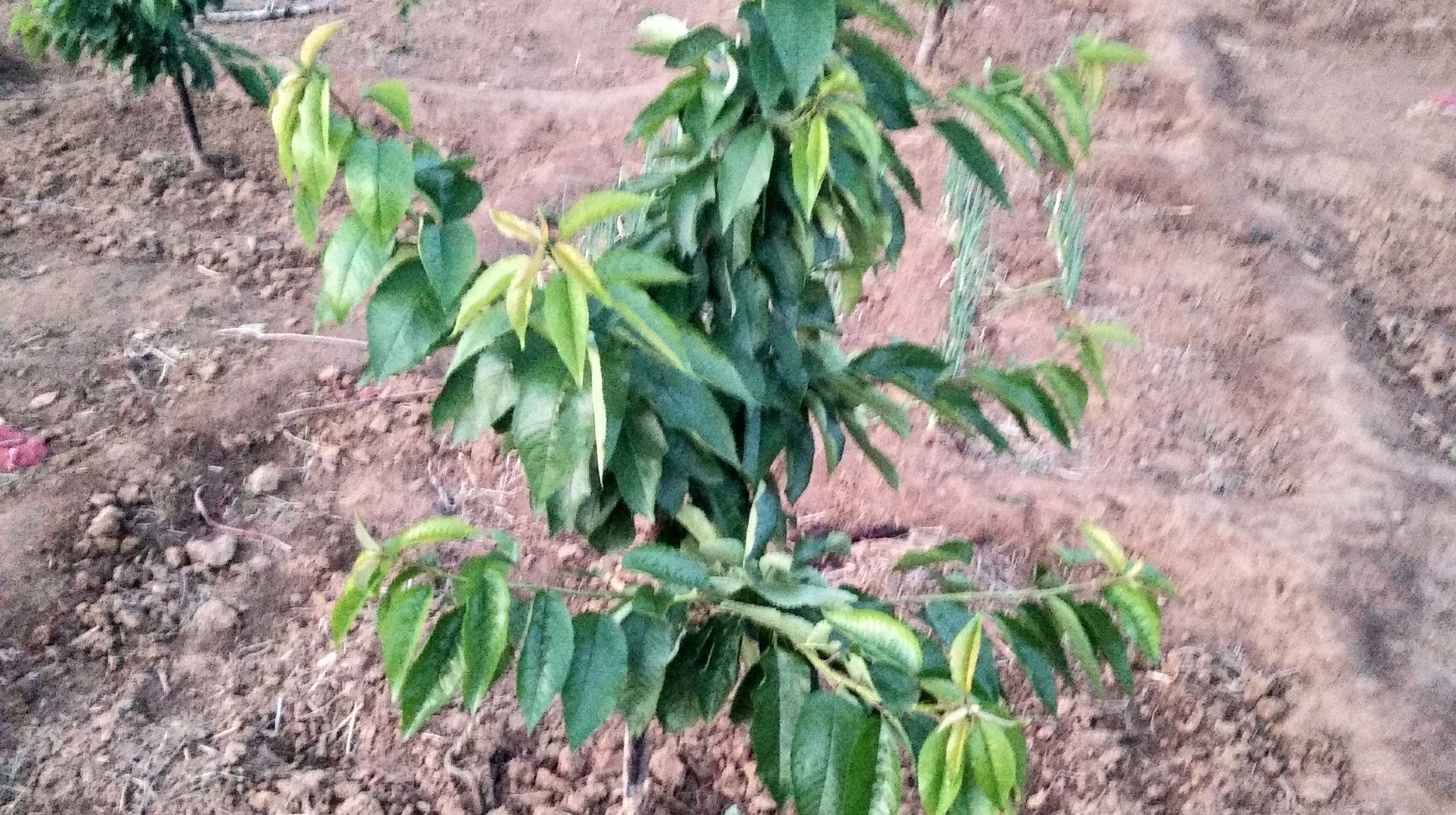 二年生大樱桃树苗