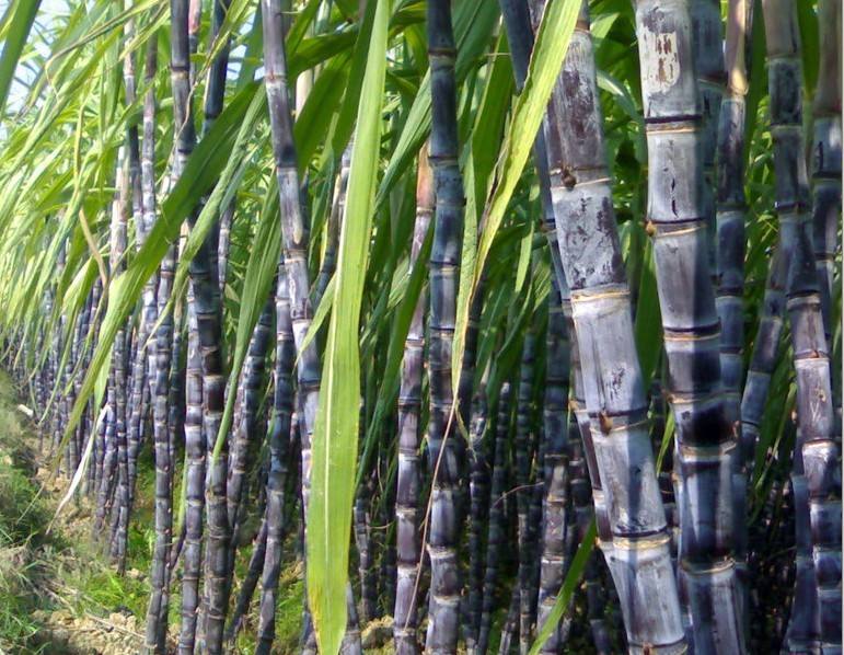甘蔗的功效真不少,冬天多吃甘蔗能败火,止咳,暖身,止呕