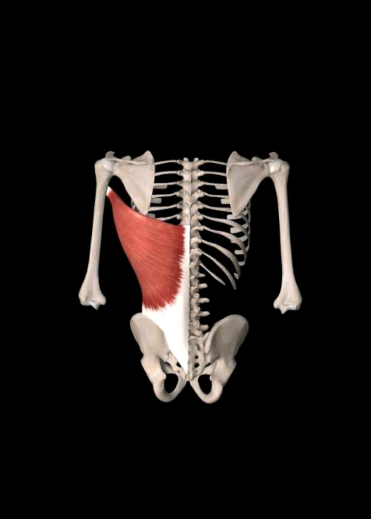 怎样通过一些动作,快速地检测出腰部哪些肌肉劳损了?