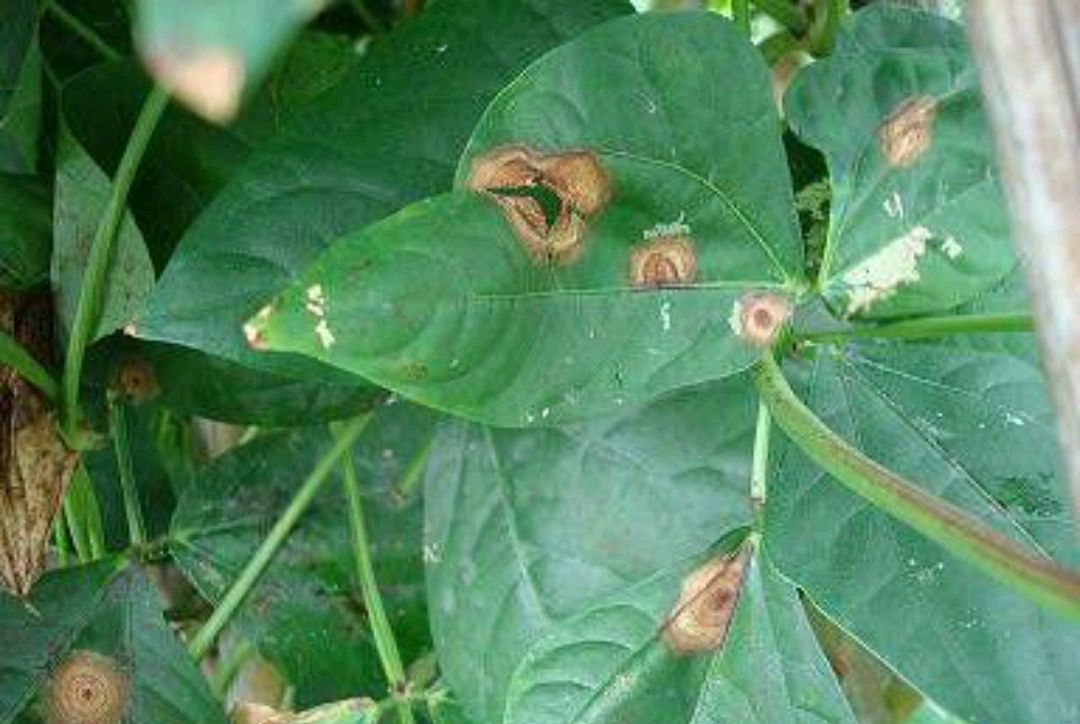 煤霉病 - 优质问答专区