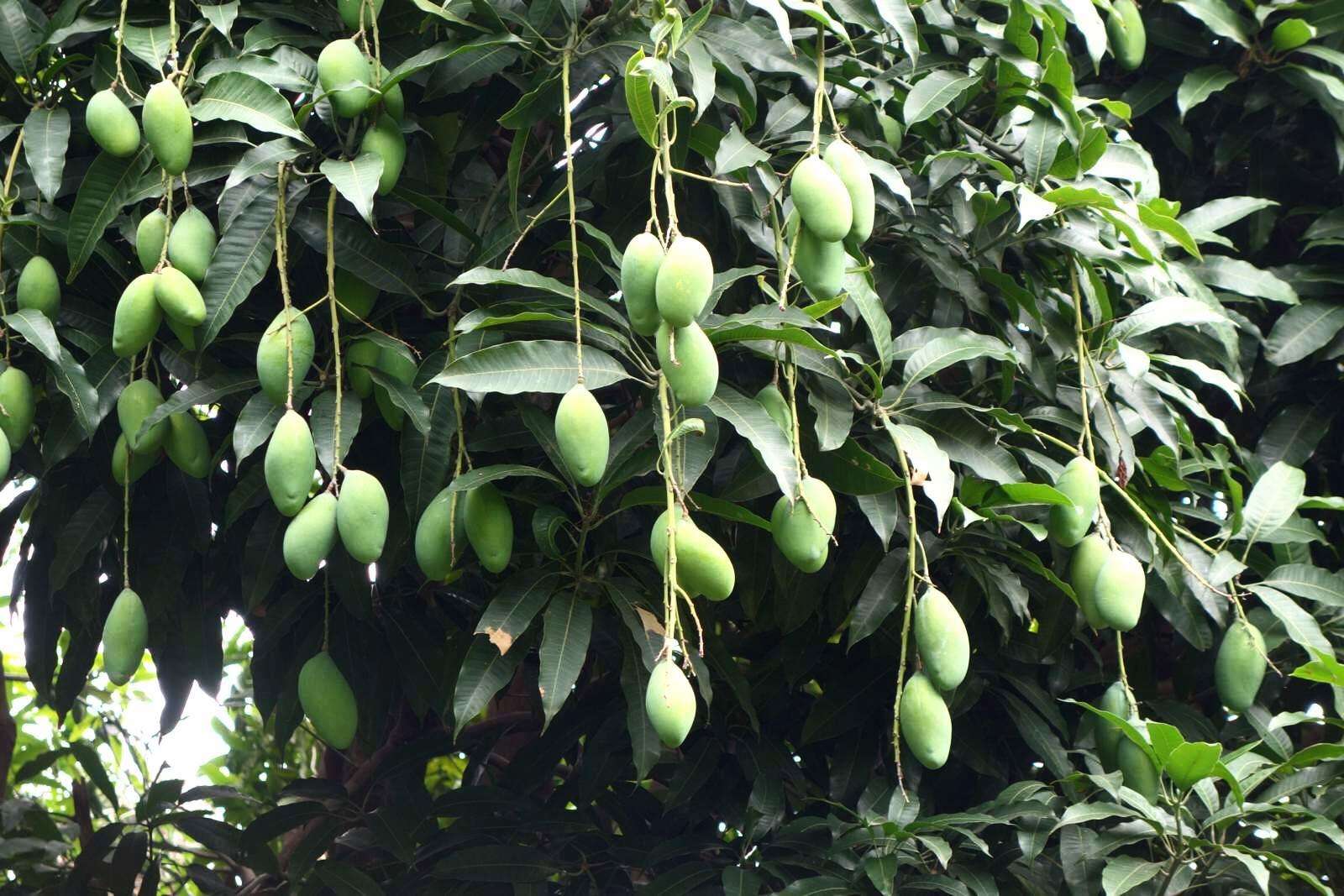 热带果树 - 2020年最新商品信息聚合专区 - 百度爱采购