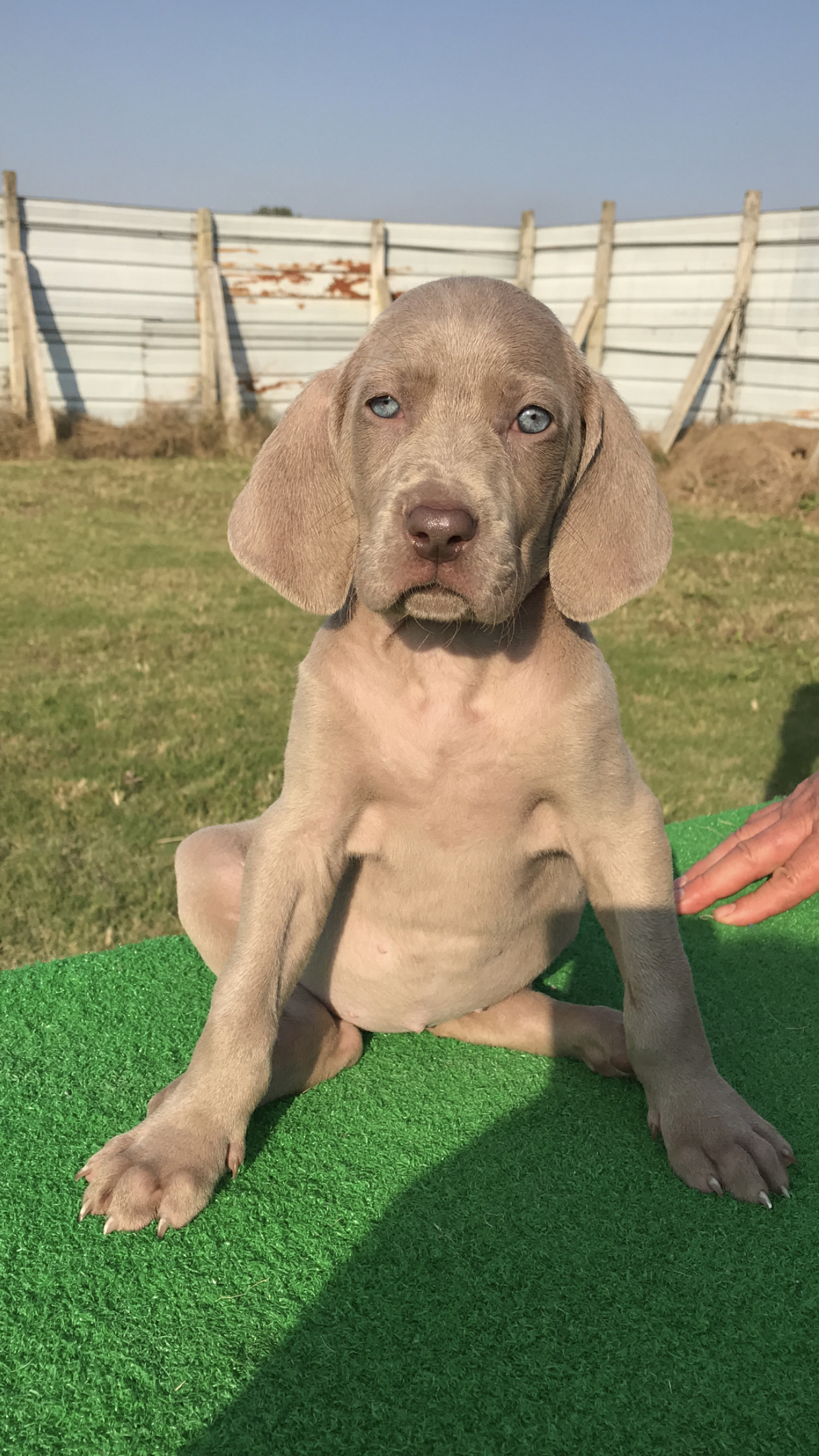 世界名犬我心目中的狗王-德国魏玛犬